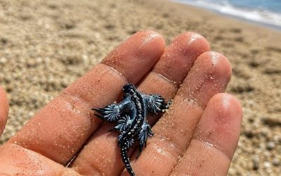 Spiagge chiuse, trovato drago blu in mare: la sua puntare è mo..Altro…