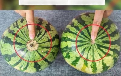 Basta con le angurie noiose! Ecco una pratica guida visiva per trovare le angurie più dolci sul mercato.