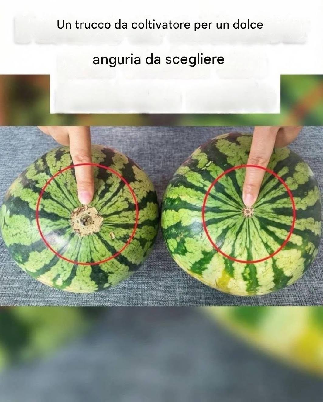 Basta con le angurie noiose! Ecco una pratica guida visiva per trovare le angurie più dolci sul mercato.